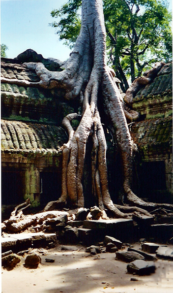 Angkor Ta Prohm2.JPG