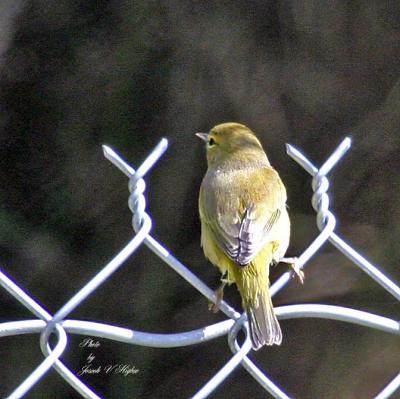 Orange-crowned Warbler