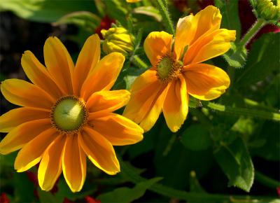 two irish eyes rudbeckia