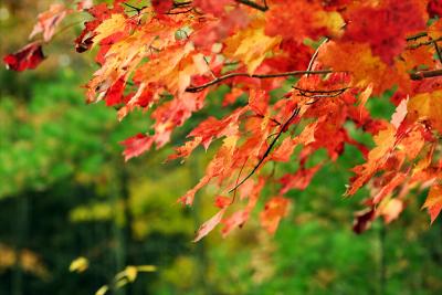 maple branch