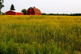 two red barns