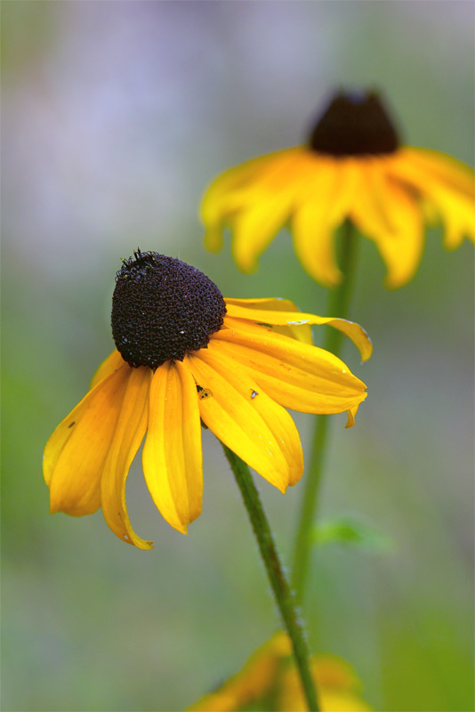 browneyed susan