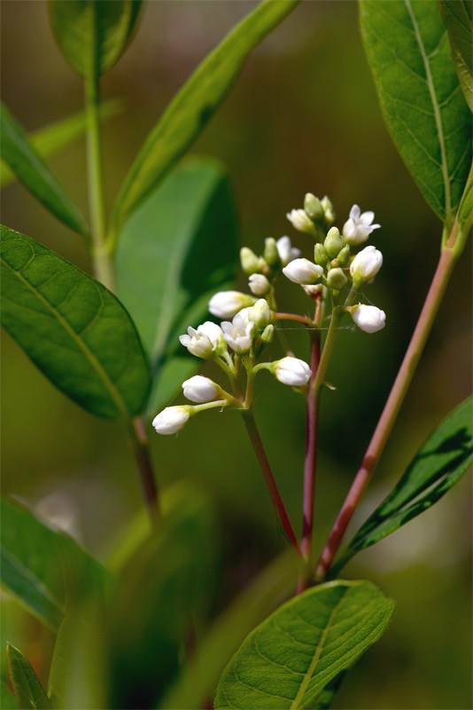 indianhemp