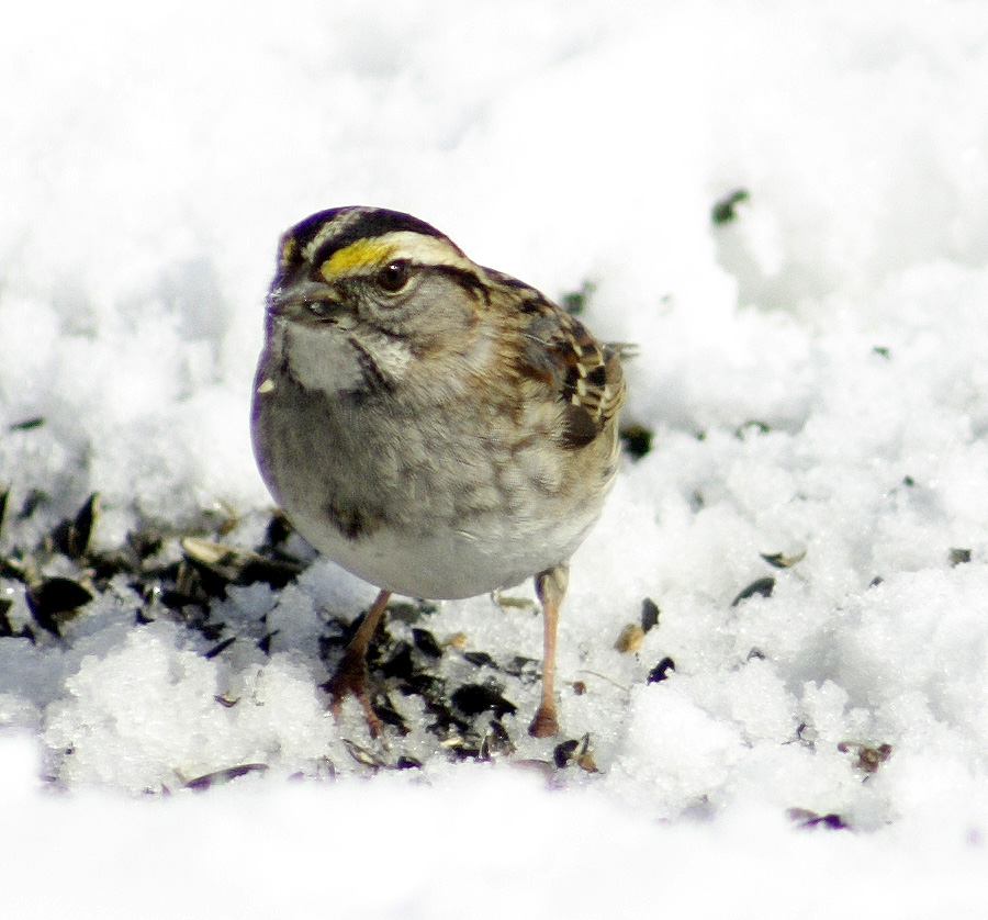 White throated sparrow