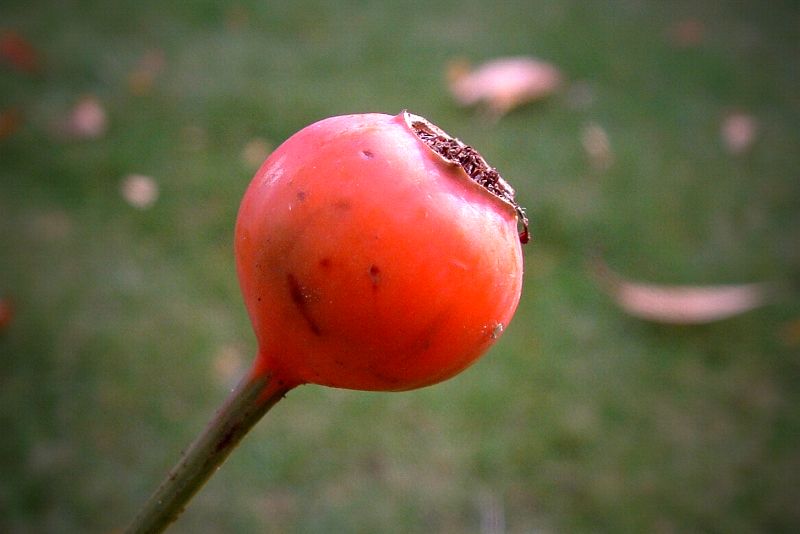 Rose-bud (autumn)