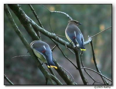 Waxwings I think.jpg