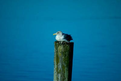 Resting