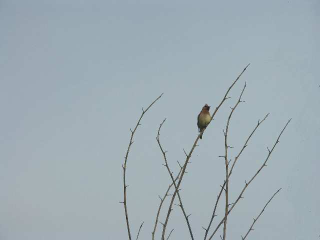 040728 Bird