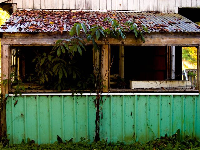 Tree House