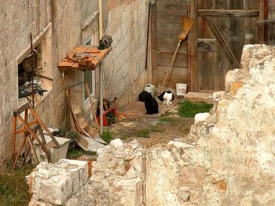 Dubrovnik-Old-Town-Cats2.jpg
