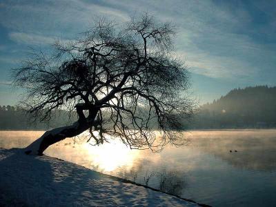u39/katnphil/medium/25711916.tree1.jpg