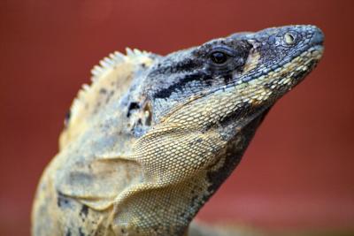 Iguana