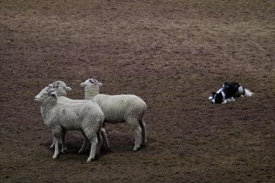 Sheepdog trials at the Denver Stock Show