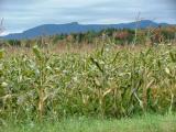 Mansfield Cornfield