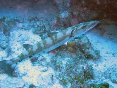 Barracuda