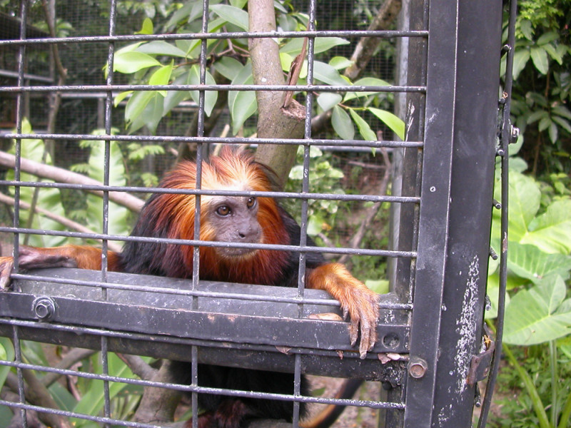 Taiping Zoo