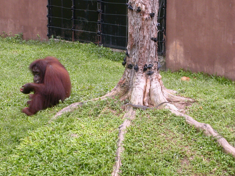 Orang Hutan at Taiping Zoo