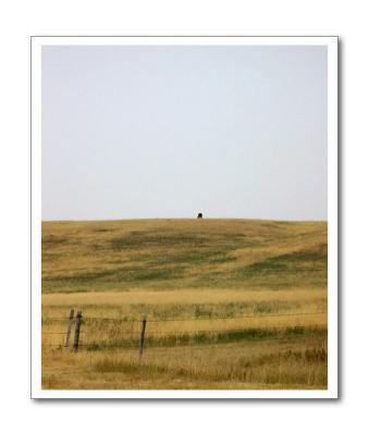 Lonely Cow