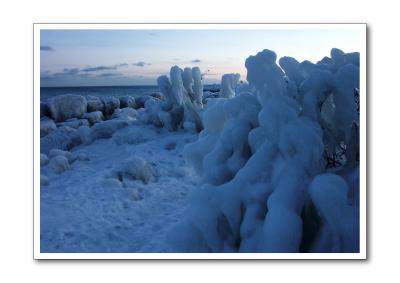 Sculptured Bushes