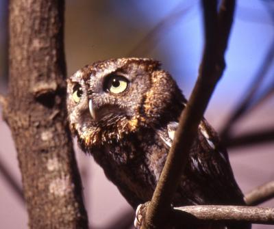 u39/kliscinsky/medium/25750227.Cropped_screach_owl.jpg