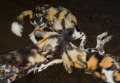 African Wild Dogs by Warren Sarle