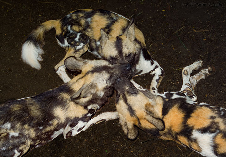 African Wild Dogs by Warren Sarle