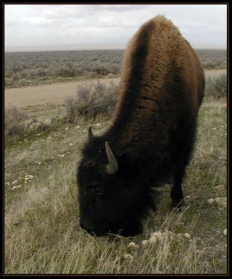 buffaloP4165550.jpg