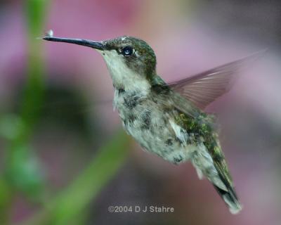 Ruby-throated Hummingbird Carrying A Feather