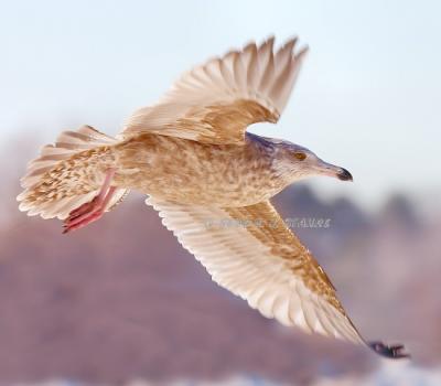 u39/ladymacro/medium/39392938.DR2202050155Gull.jpg