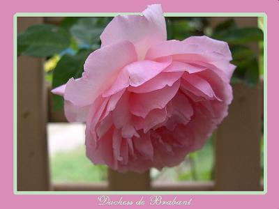 u39/laine82/medium/25317068.DuchessdeBrabant.jpg