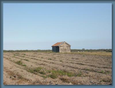 u39/laine82/medium/34992135.ProducefarmshedRedlands.jpg
