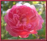 Cottage Rose