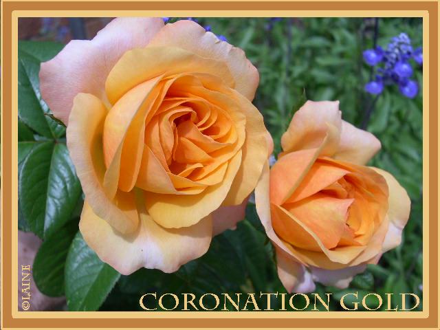 Coronation Gold
