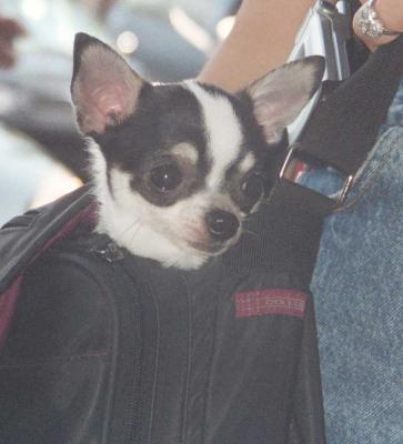 Coty resting in his bag @ 11 months old