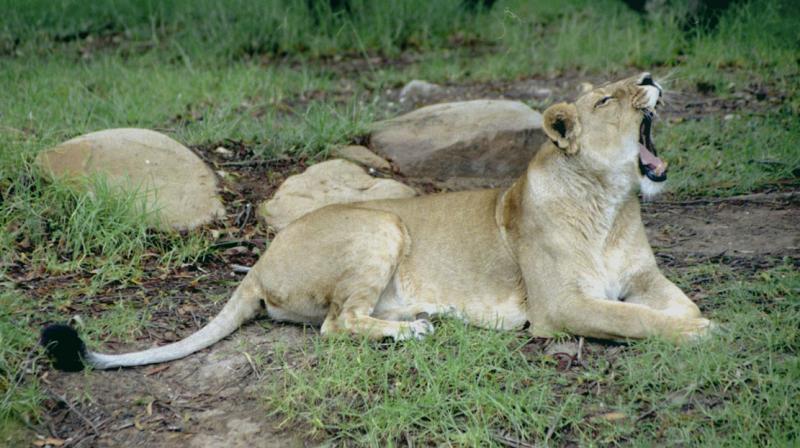 Lady Lion