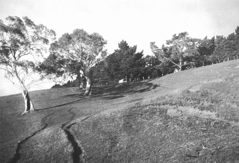 Sheep Tracks