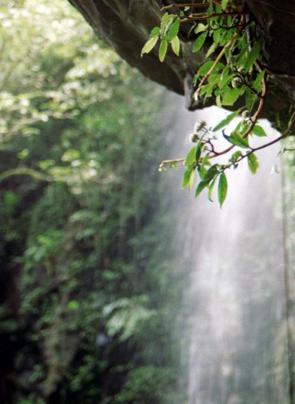 Detail of overhang,  Dorrigo National Park
