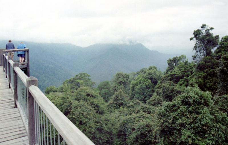 Dorrigo skywalk,  Dorrigo National Park