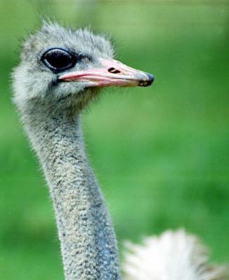 Ostrich  1