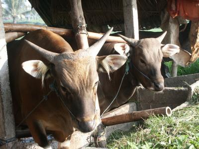 Bali cattle near the Chedi Hotel