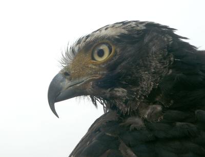 Eagle on show at Danau Bratan