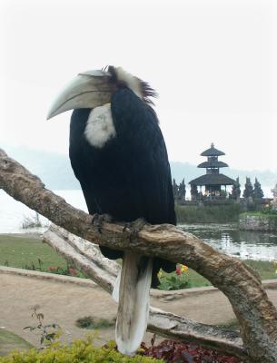 Another bird on show at Danau Bratan