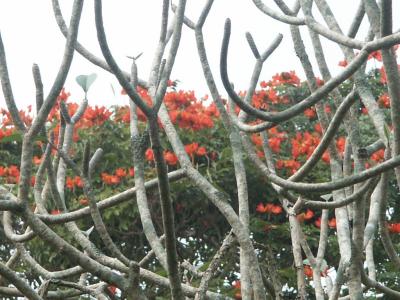 Blossoms seen through frangipani