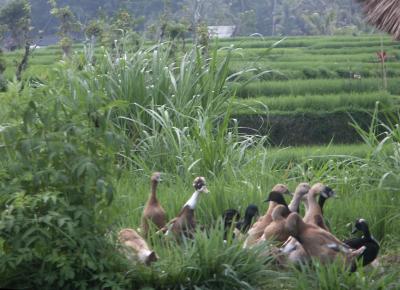 Ducks near Chedi entrance