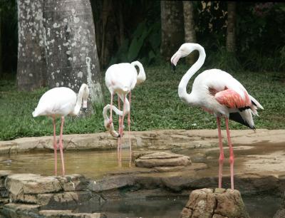 Flamingoes, Bali Bird Park