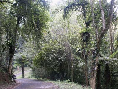 Forest walk Botanical Gardens - 3