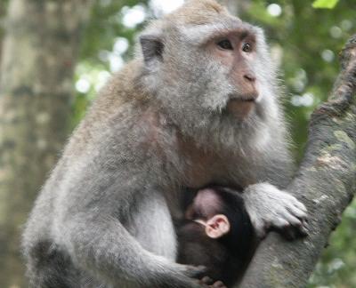 Mother & daughter, Ubud Monkey Forest