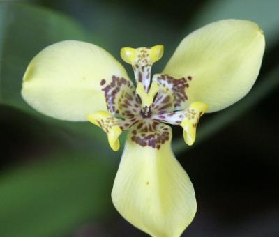 Orchid at bungalow