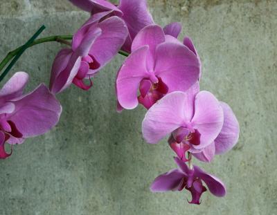 Orchids. Chedi Hotel