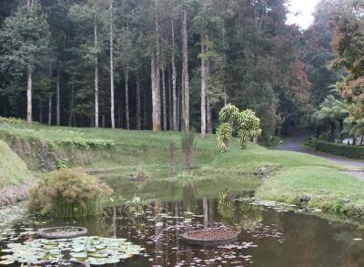Pond in Botanical Gardens, Candikuning
